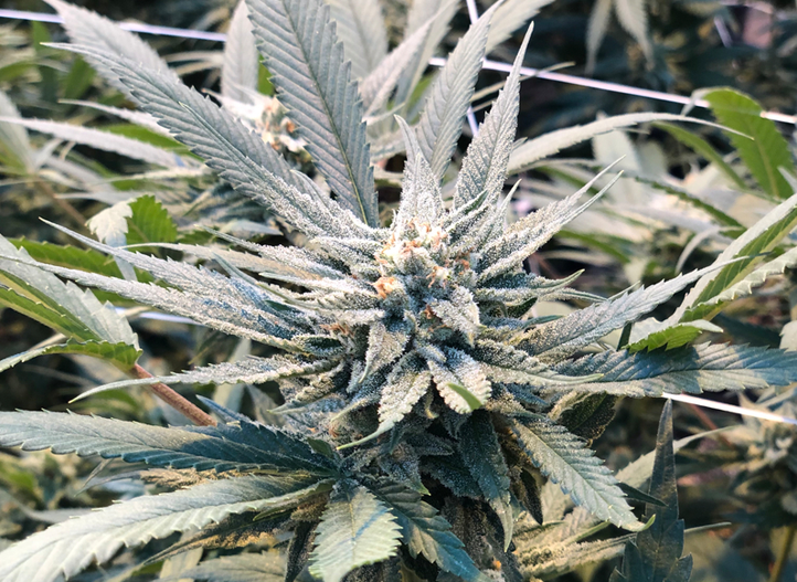 a medical cannabis flower in a greenhouse by Netafim