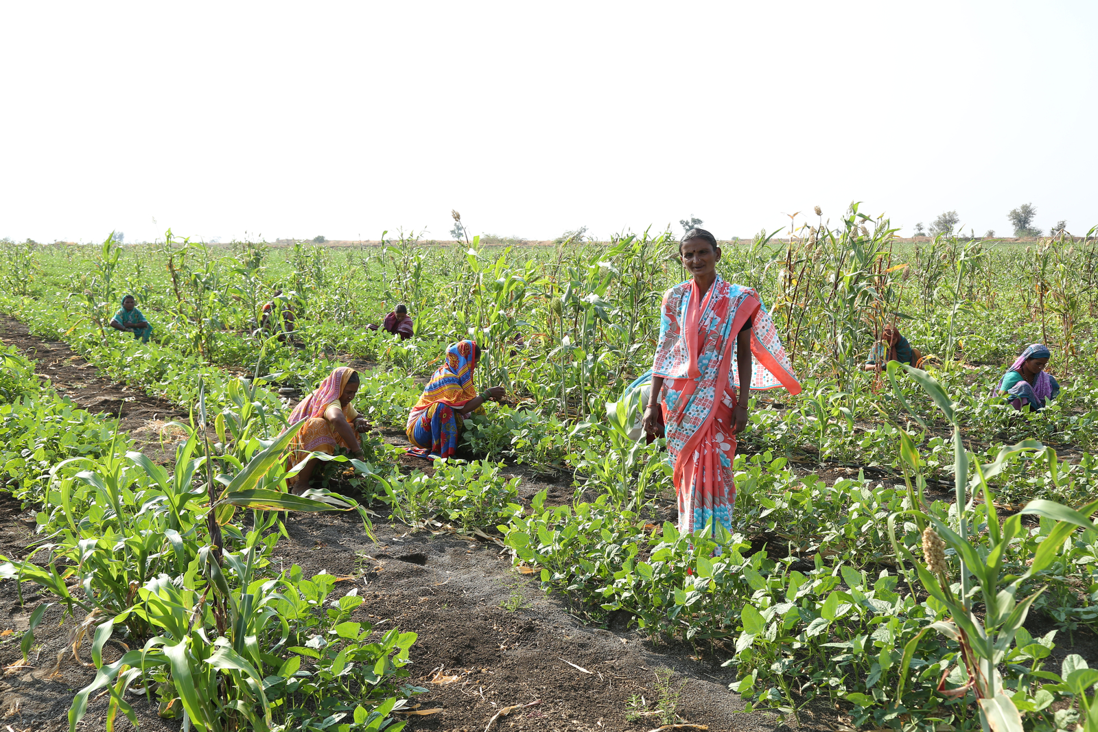 Netafim Chosen to Deploy Four Large Community Irrigation Projects Across India