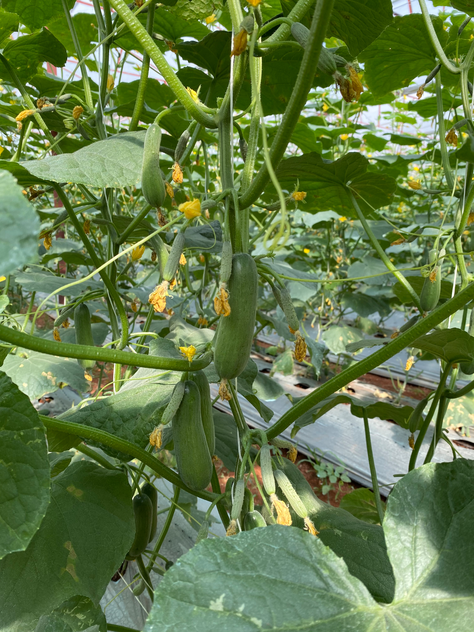 Optimal growing conditions for your cucumbers | Netafim