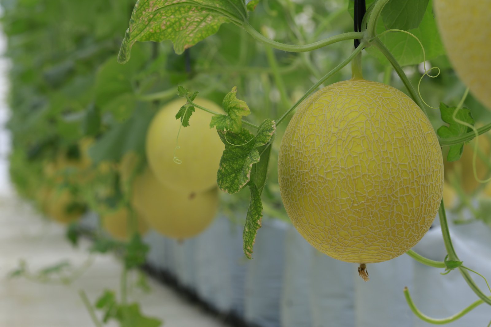 Precision Fertigation