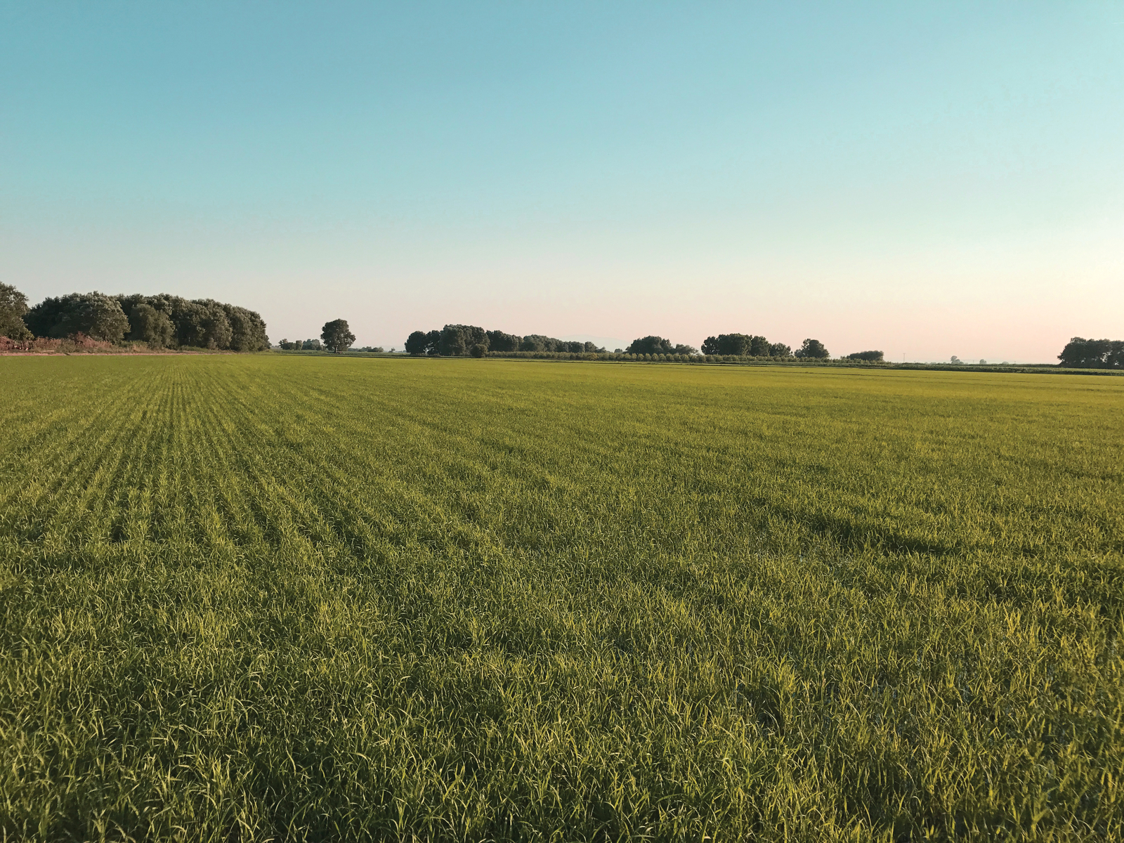 Drip irrigation for rice - Netafim