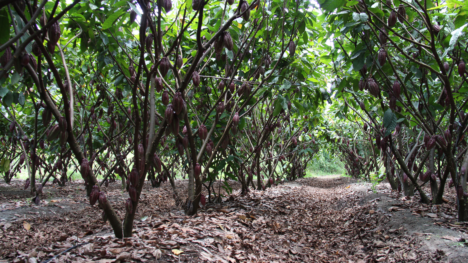 Precision irrigation for Cocoa