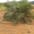 Oil palm