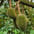 Durian