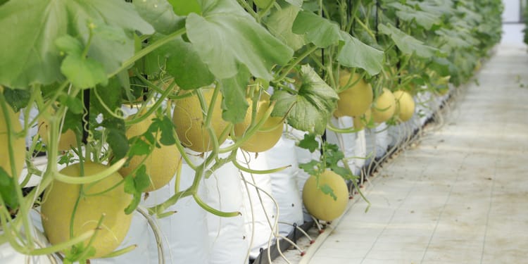Precision fertigation: Better crops, every time.