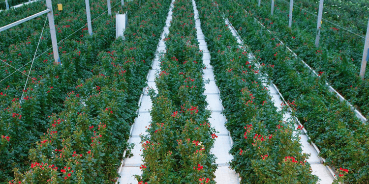 Floriculture Business From the Ground Up