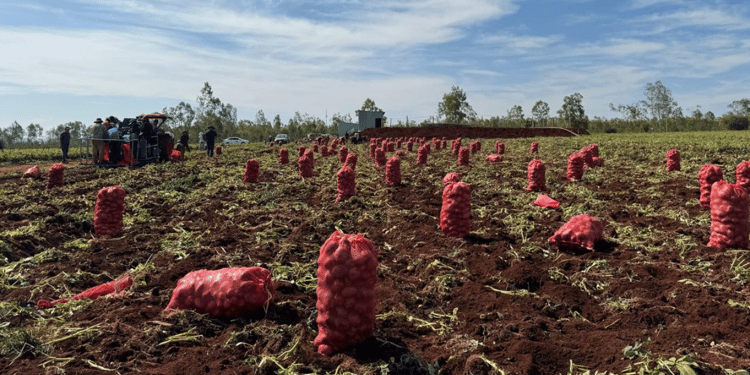 Digital Farming Revolution: Transforming Potato Farming in Vietnam