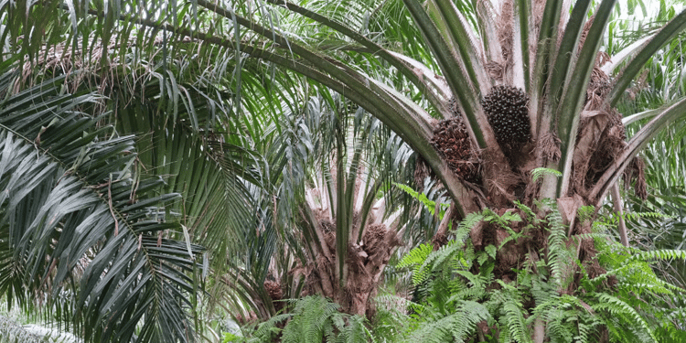 Sustainable Oil Palm Production in Thailand with Subsurface Drip Irrigation
