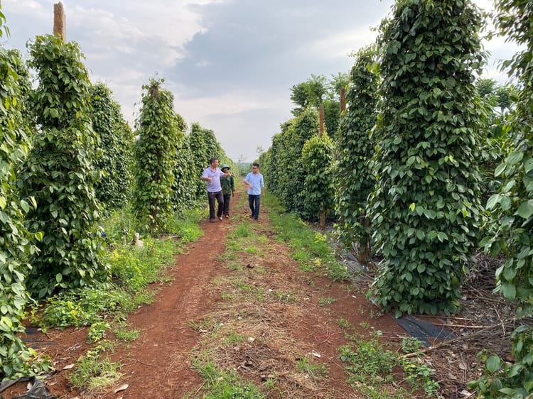 Coffee field in Vietnam 24