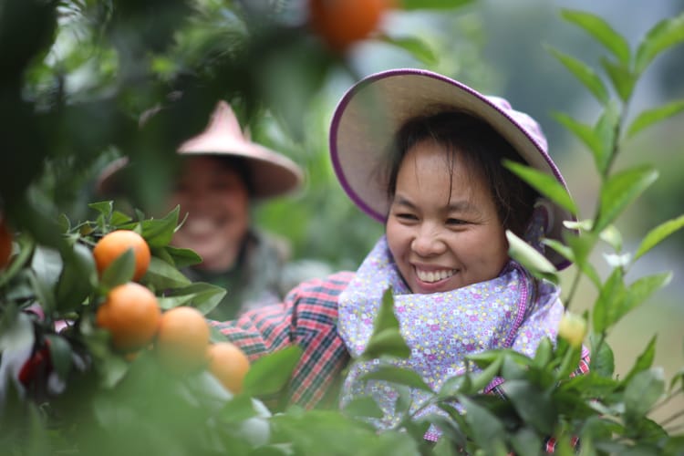 China Guizhou Citrus Project 10