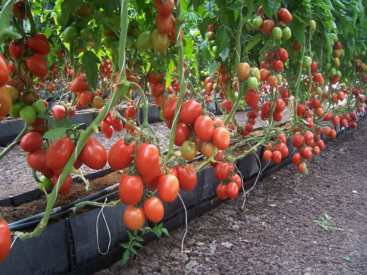 Tomatos in Lan Chang Farm, Thailand 01