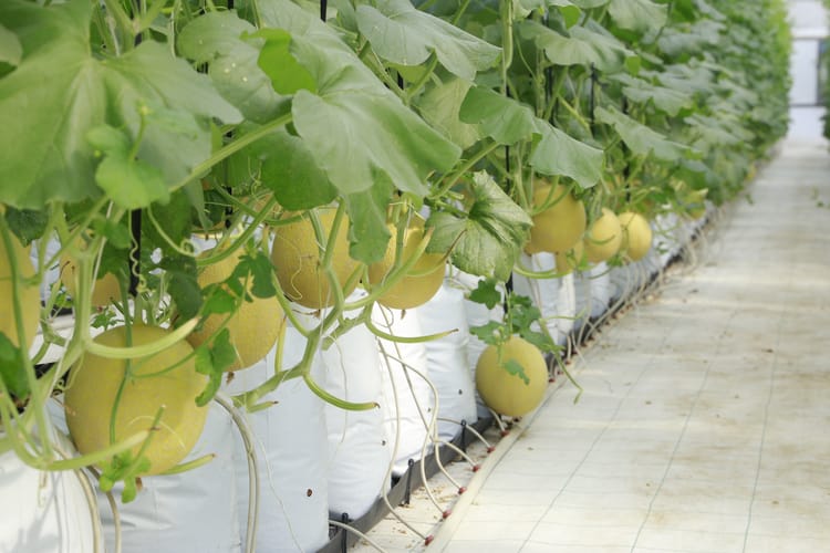 Precision fertigation: Better crops, every time.