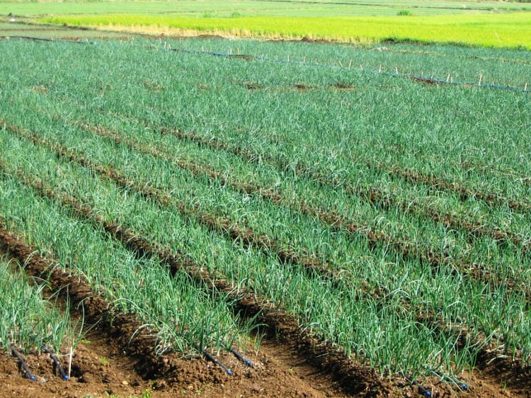 Onion in the Philippines 07