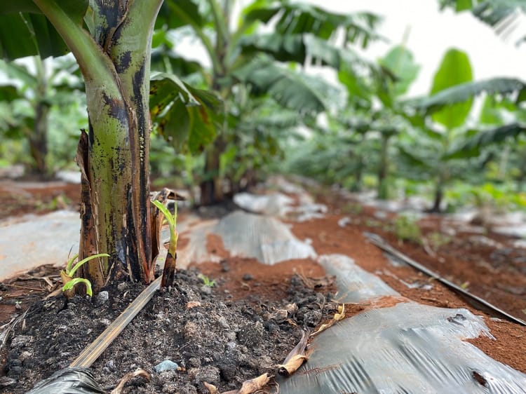 Banana field in Vietnam 09