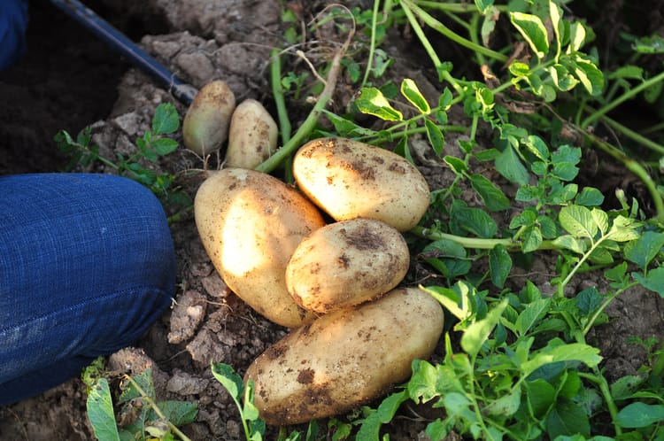 China Inner Mongolia Potato field 14