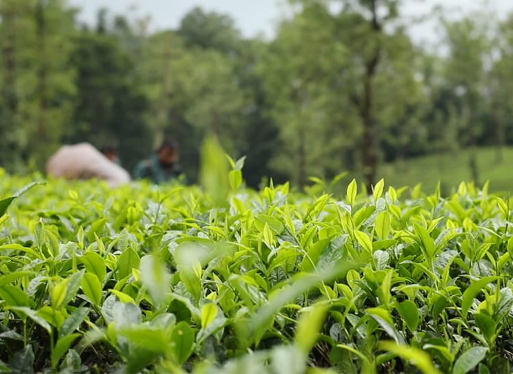 Tea leaves