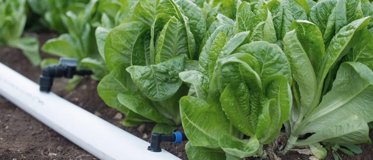 Flexible and PE Pipes for Precision Irrigation