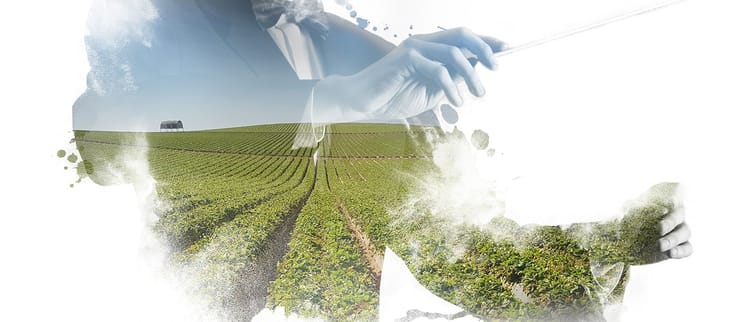 Conducting growth everywhere