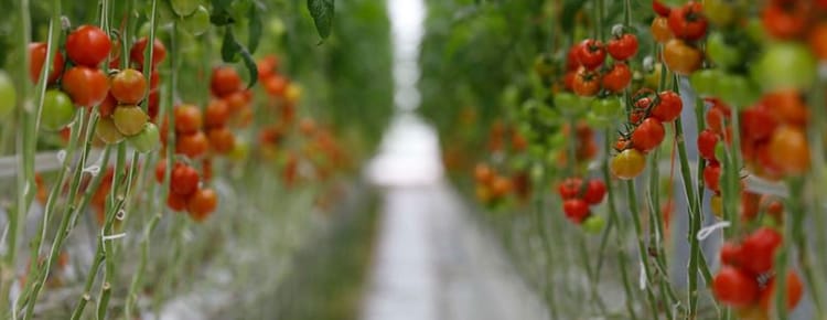 Greenhouse Crops