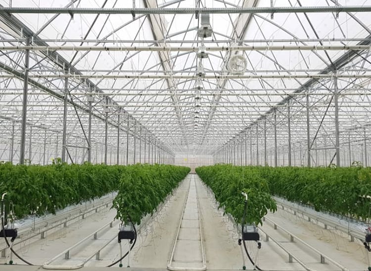 Tomatoes in Greenhouse in Azerbaijan