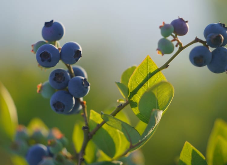 Blueberries