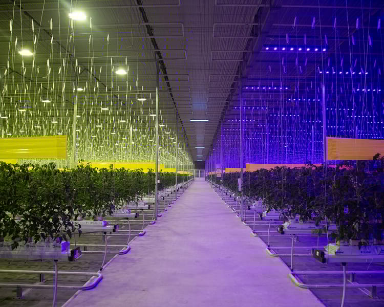 Greenhouse at night