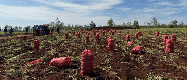 Digital Farming Revolution: Transforming Potato Farming in Vietnam
