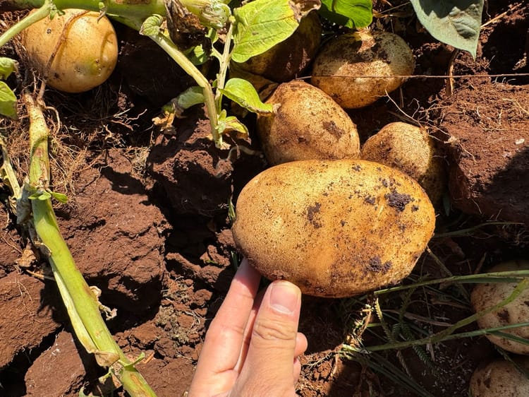 Tractor digging canal for irrigation in Rwanda