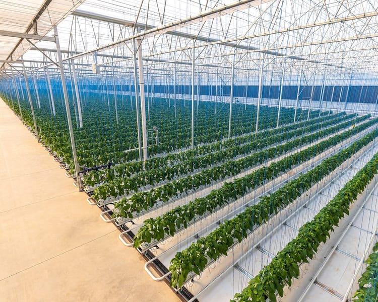 Commercial greenhouse