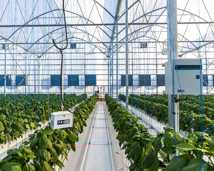 Emseni greenhouse