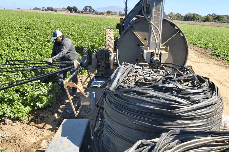 Dripline in field