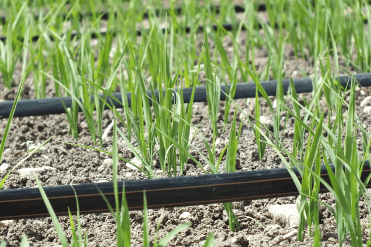 Dripline irrigation in field