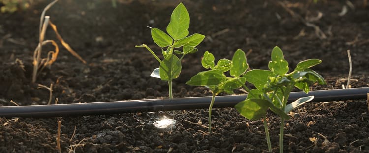 Sustainable agriculture
