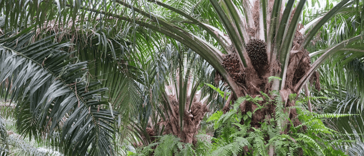 Sustainable Oil Palm Production in Thailand with Subsurface Drip Irrigation
