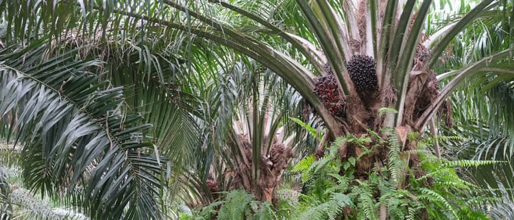 Sustainable Oil Palm Production in Thailand with Subsurface Drip Irrigation