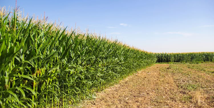 corn field