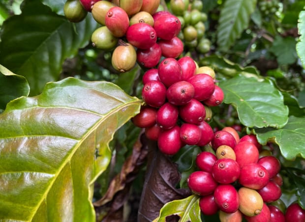 Orbia Netafim Study Finds Coffee Grown with Drip Irrigation Substantially Reduces its Environmental Impact(2)