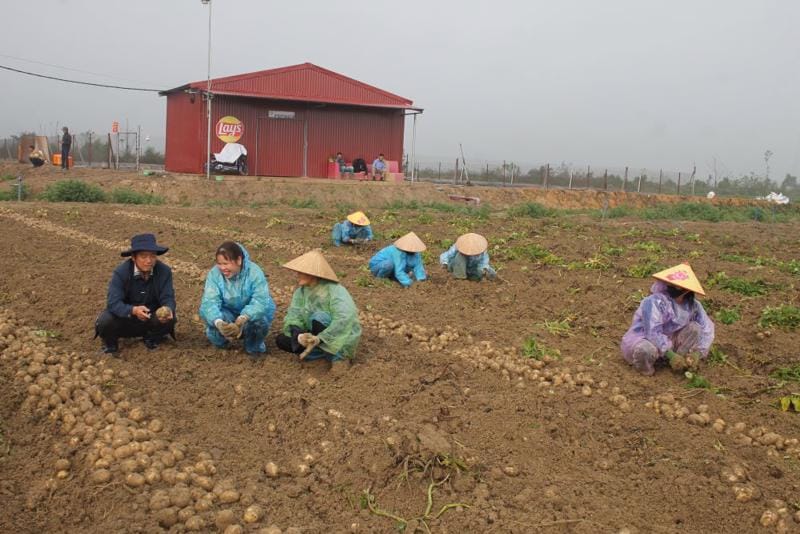 VN Economy (Vietnam) Public-private partnerships to sustainably develop the value chain of agricultural products