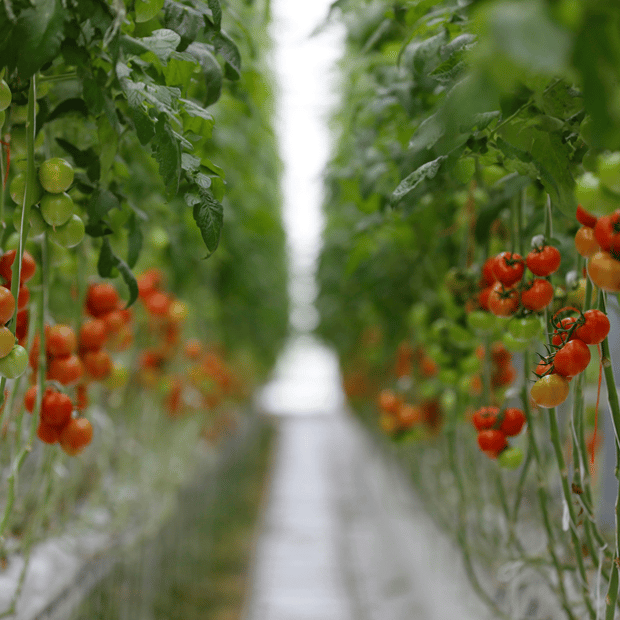 Crops