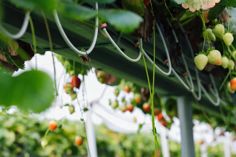 PCJ drippers: the world’s most precise drip solution (greenhouses)