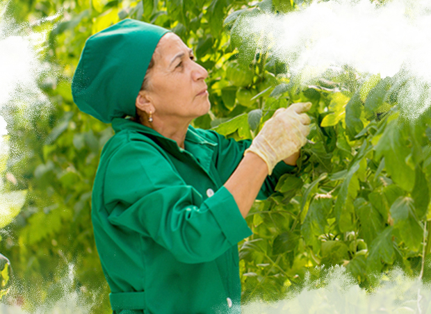 AZERBAIJAN: TOMATOES