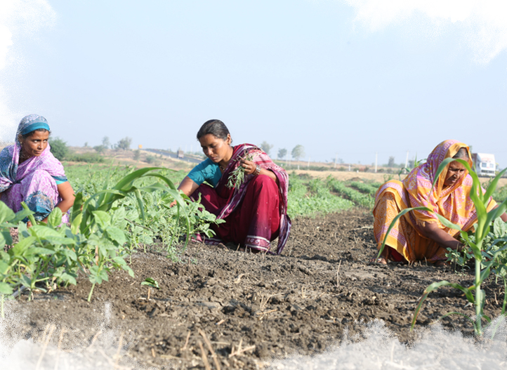 Ramthal, India - Grower Success Stories | Netafim